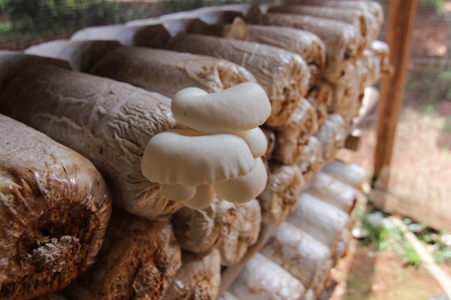 Jamur Tiram Krispi, Camilan Sehat Temani Liburan Akhir Tahun Bina